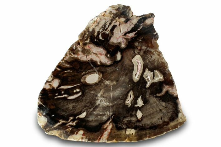 Petrified Peanut Wood Section - Australia #260767